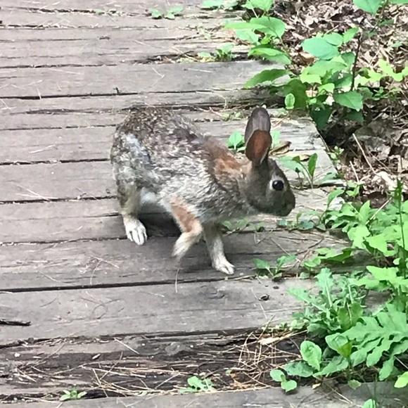 Meet your Posher, Ally - Picture 1 of 1